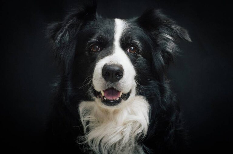 Este es el mes del Border Collie